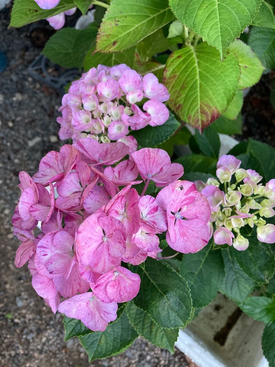 紫陽花苗木 舞姫 | www.fraynacho.com