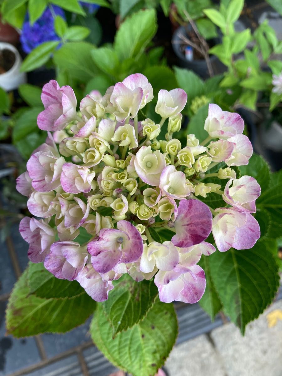 紫陽花苗木 舞姫 | www.fraynacho.com