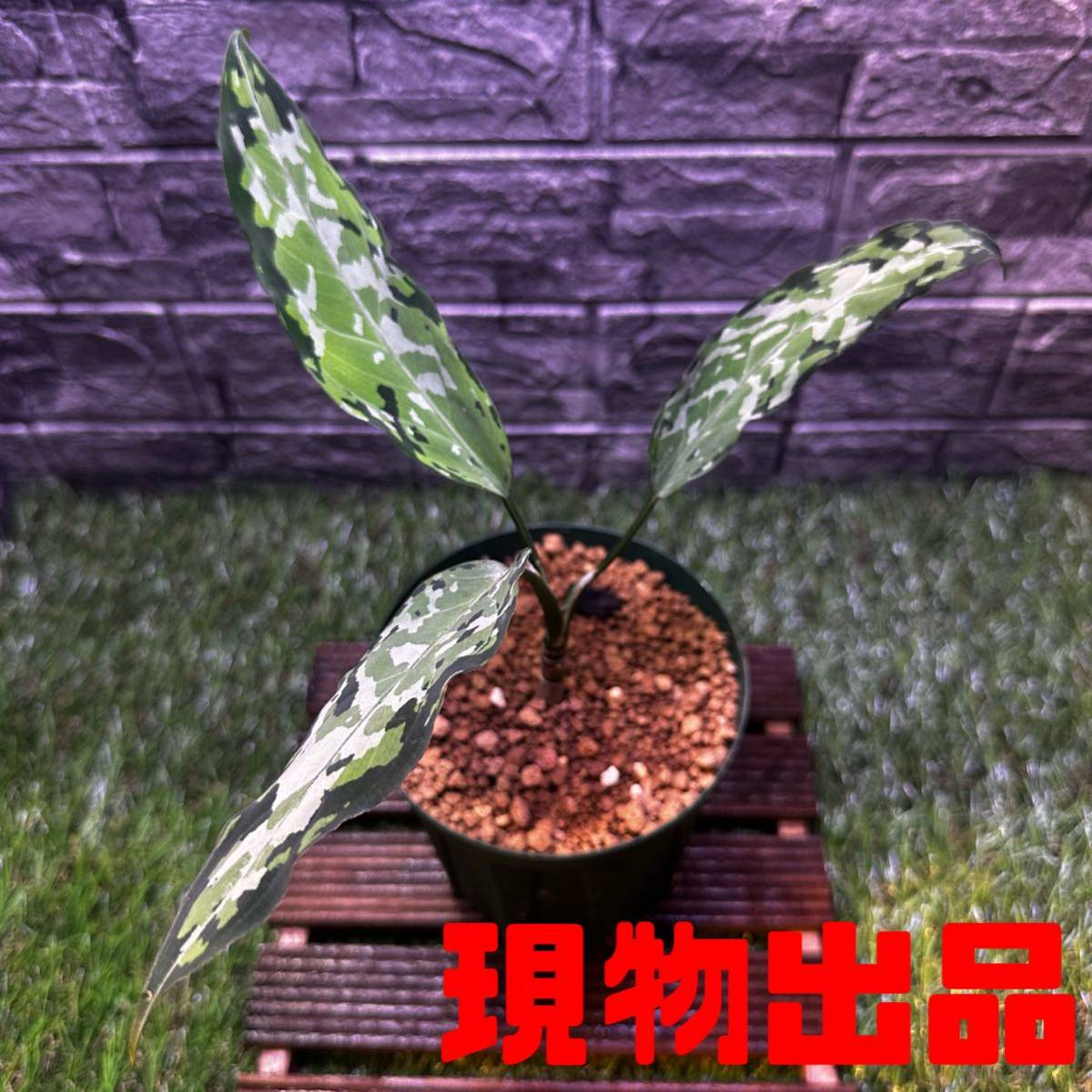 アグラオネマ ピクタム Aglaonema Pictum アチェ産 王道ナローリーフ