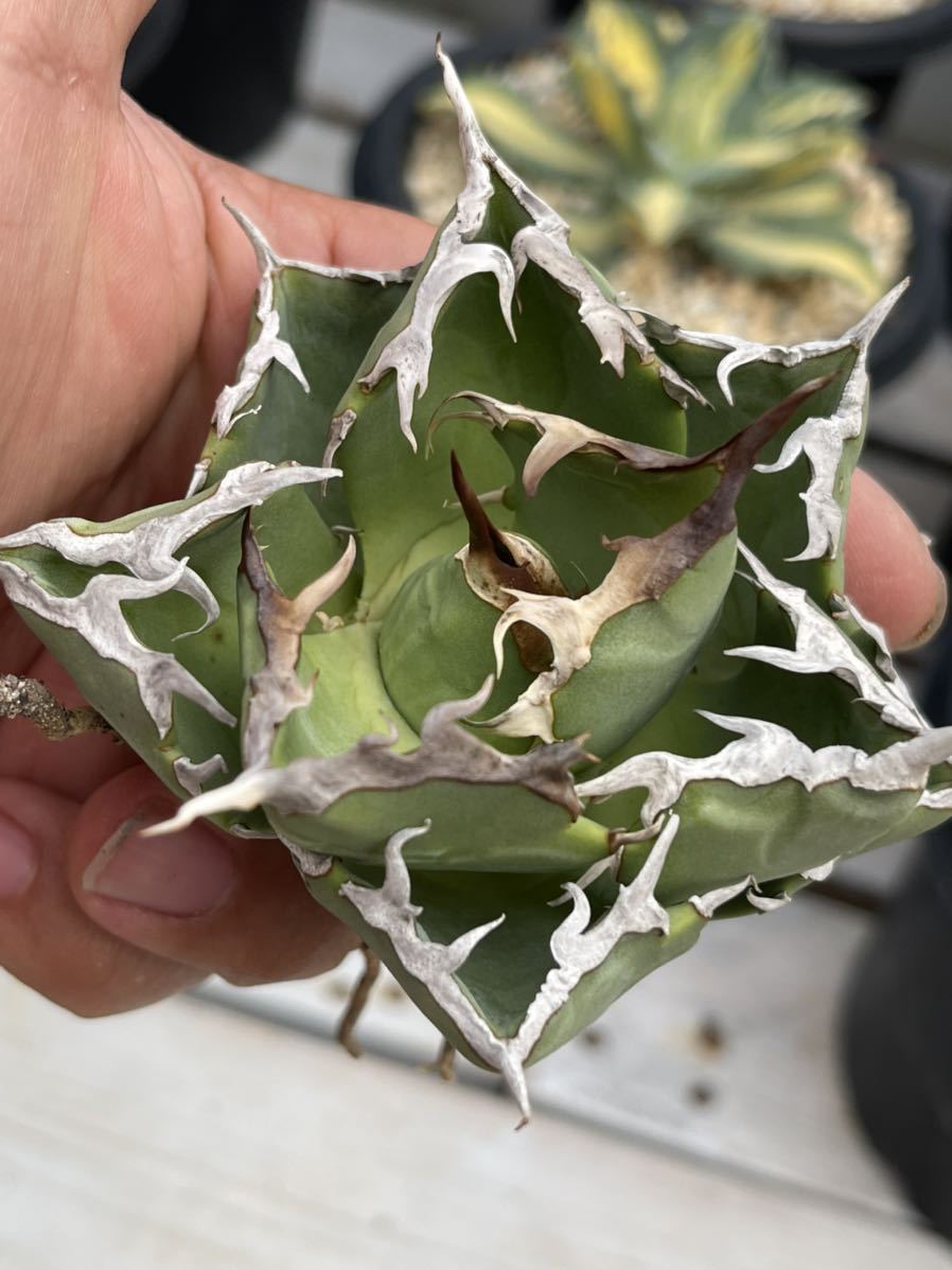 多肉植物 アガベ チタノタ カニ蟹 美株 発根済｜Yahoo!フリマ