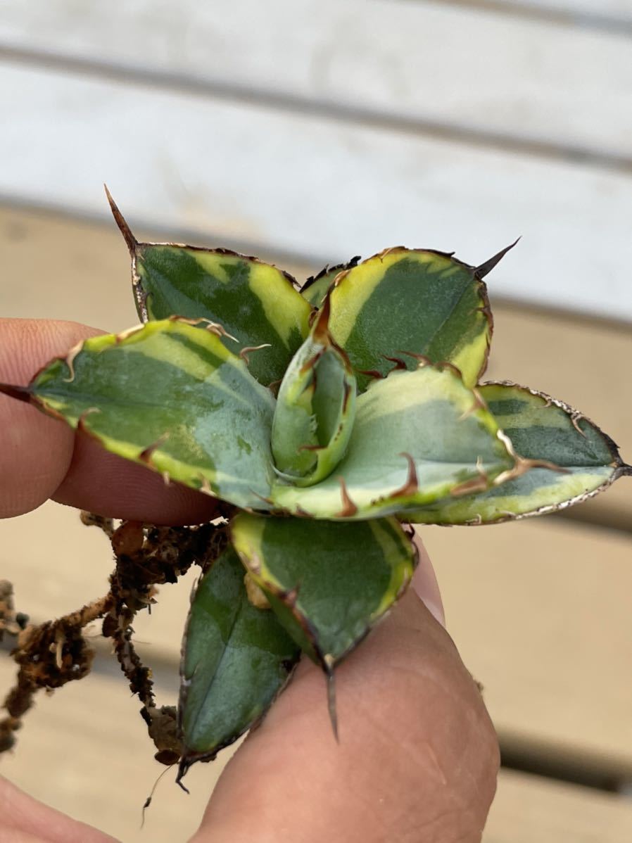 多肉植物アガベ ブルーボール錦 ブラックダイヤモンド極上株 | inmarco.ae