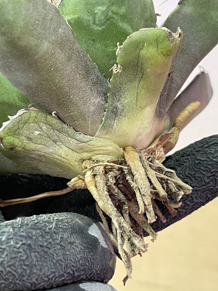 多肉植物 【特選】アガベ チタノタ黒豹極上株 | fuerzalider.com