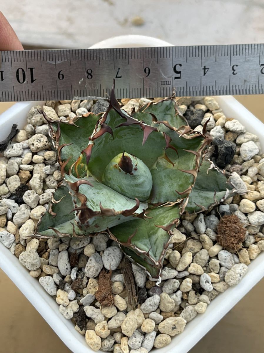 多肉植物アガベ チタノタ ,ブツブツ系超希少株,BB 怪獣極上株 多肉植物アガベ チタノタ ,ブツブツ系超希少株,BB 怪獣極上株