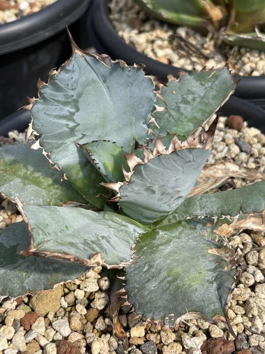 多肉植物 アガベ Agave titanota ”BEAST” ，ビースト 極上子株 tienda