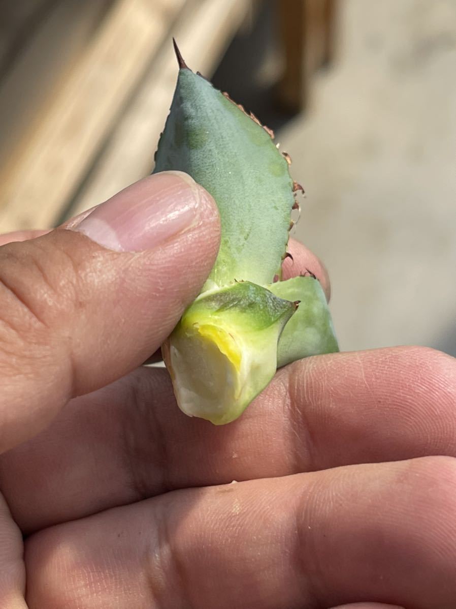 多肉植物 アガベ Agave titanota ”BEAST” ,ビースト 極上子株 多肉植物 アガベ Agave titanota ”BEAST” ,ビースト 極上子株