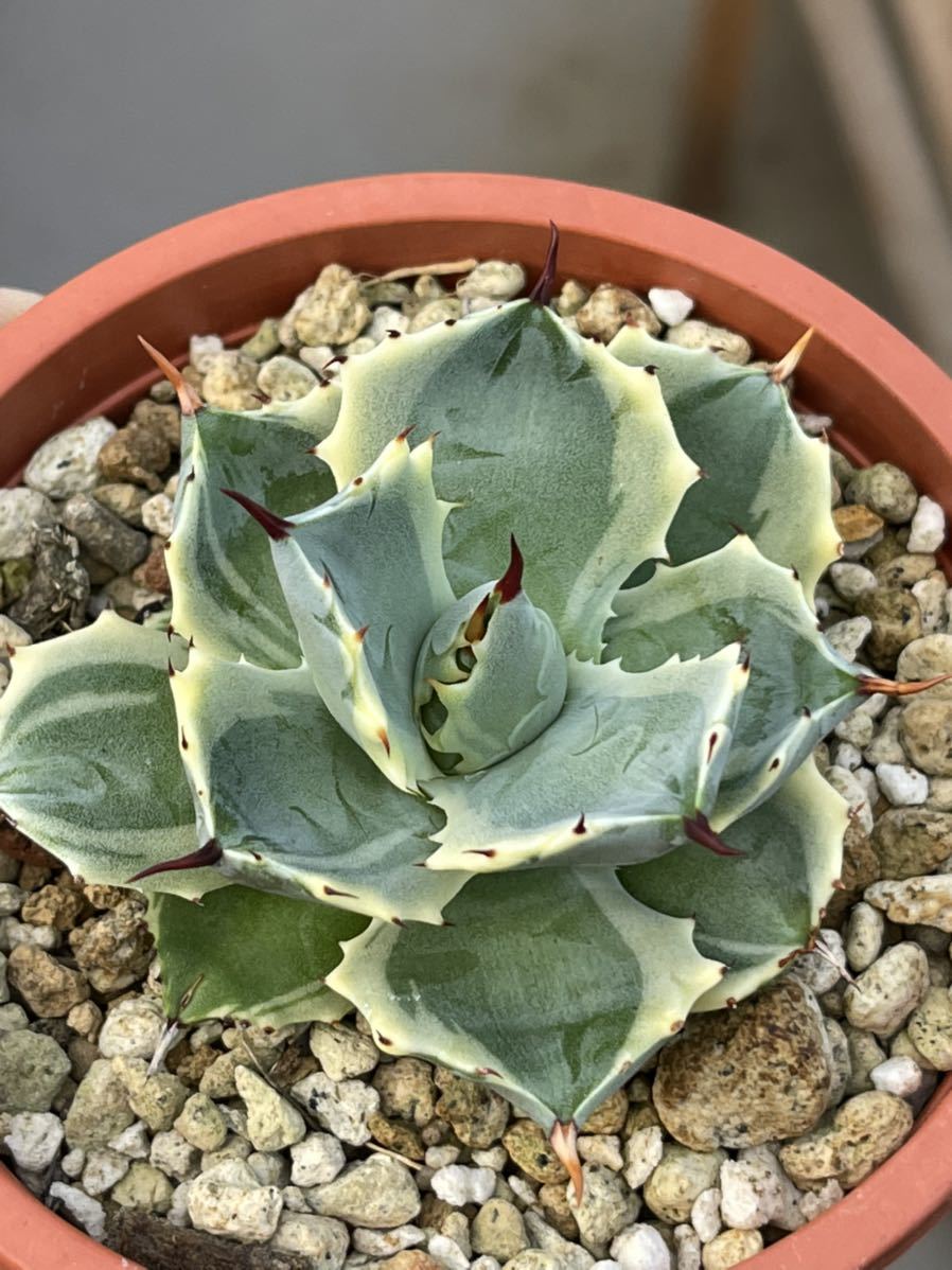 Yahoo!オークション - 多肉植物アガベ アトミックゴールド(雷帝 Yahoo!オークション - 多肉植物アガベ アトミックゴールド(雷帝
