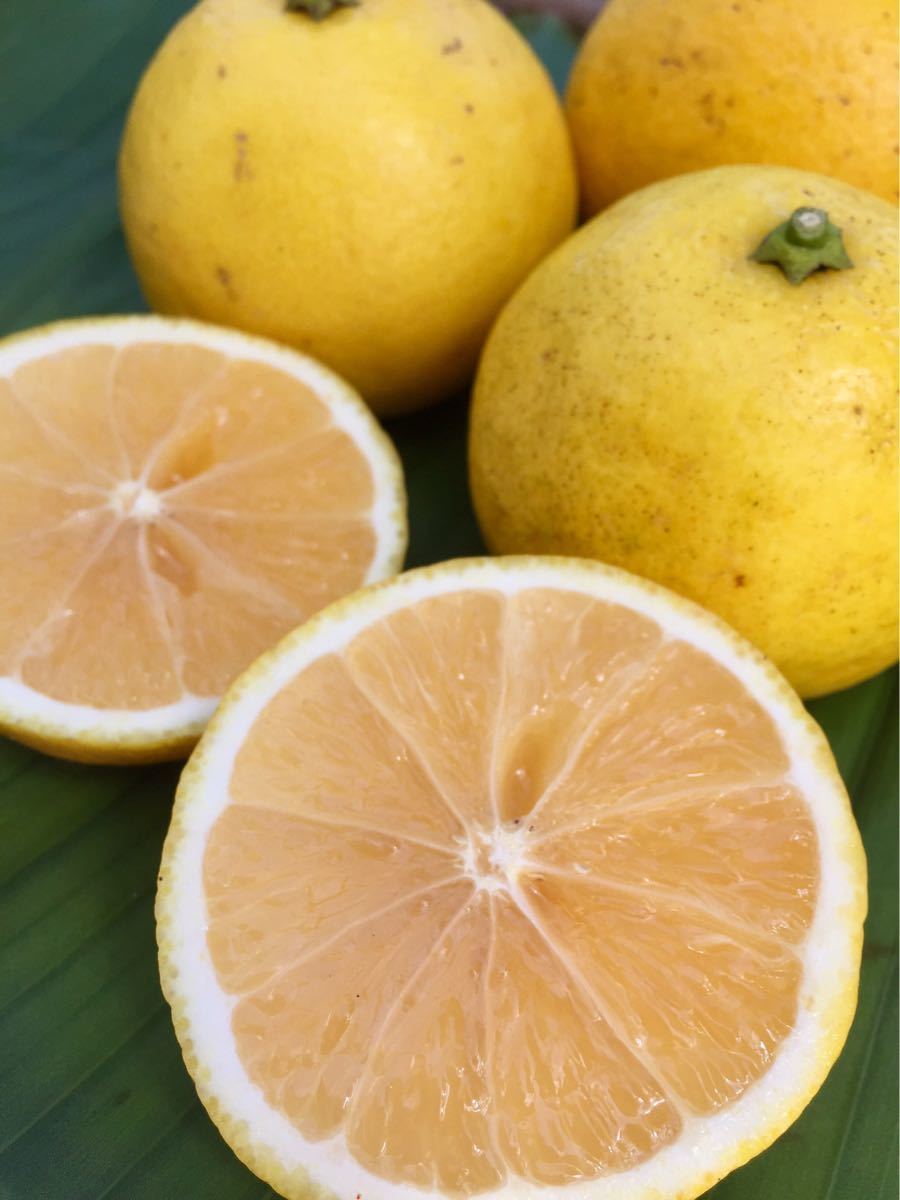 葉先約40ｃｍ　ニューサマーオレンジ　8　ヒュウガナツ　日向夏　とろける果肉　かんきつ 柑橘　無農薬　蝶　餌　実生　_出品しているのは苗です