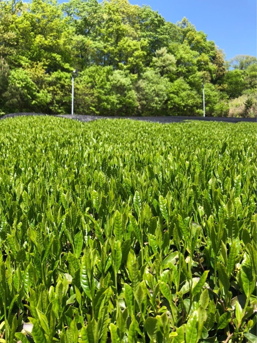 中尾農園　奈良県産　大和茶　かりがね　玄米茶　ほうじ茶 