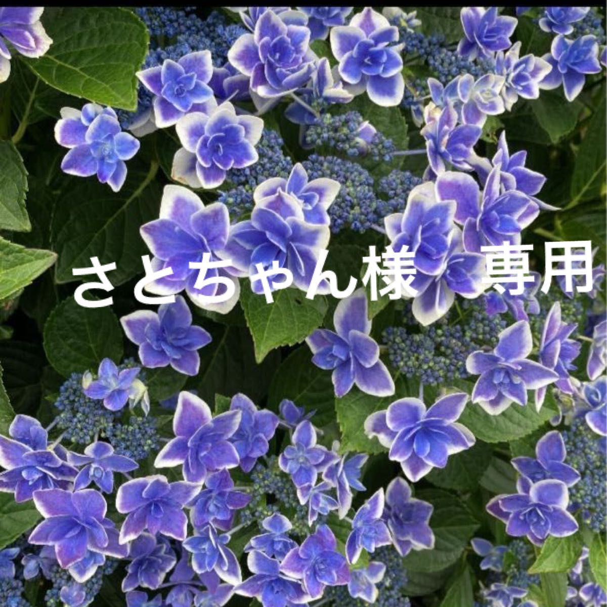 ②〓 紫陽花 アジサイ 挿し穂5本〓花苗 挿し木枝 | www.fraynacho.com