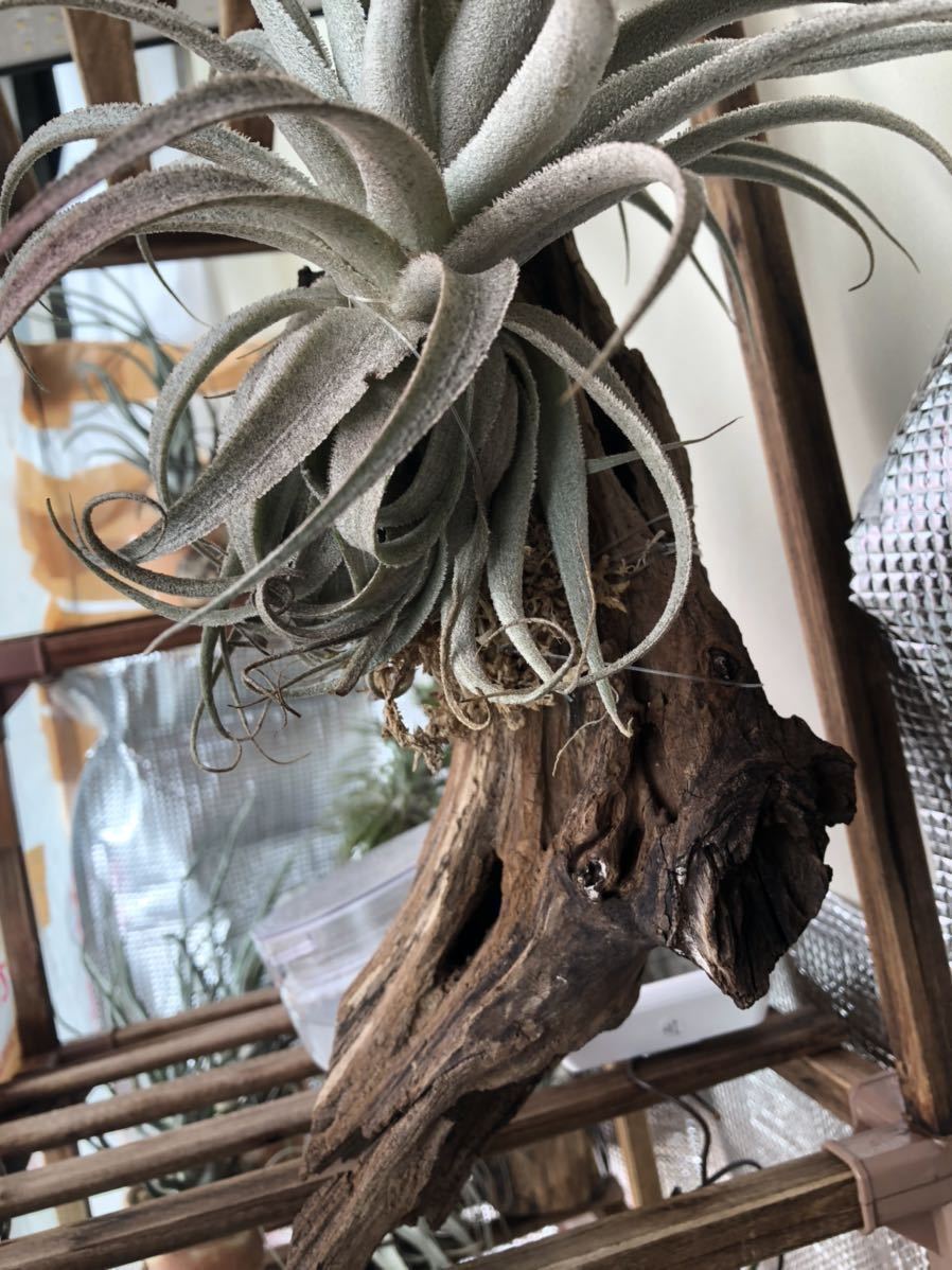 Tillandsia gardneri var. rupicola ガルドネリー ルピコラ