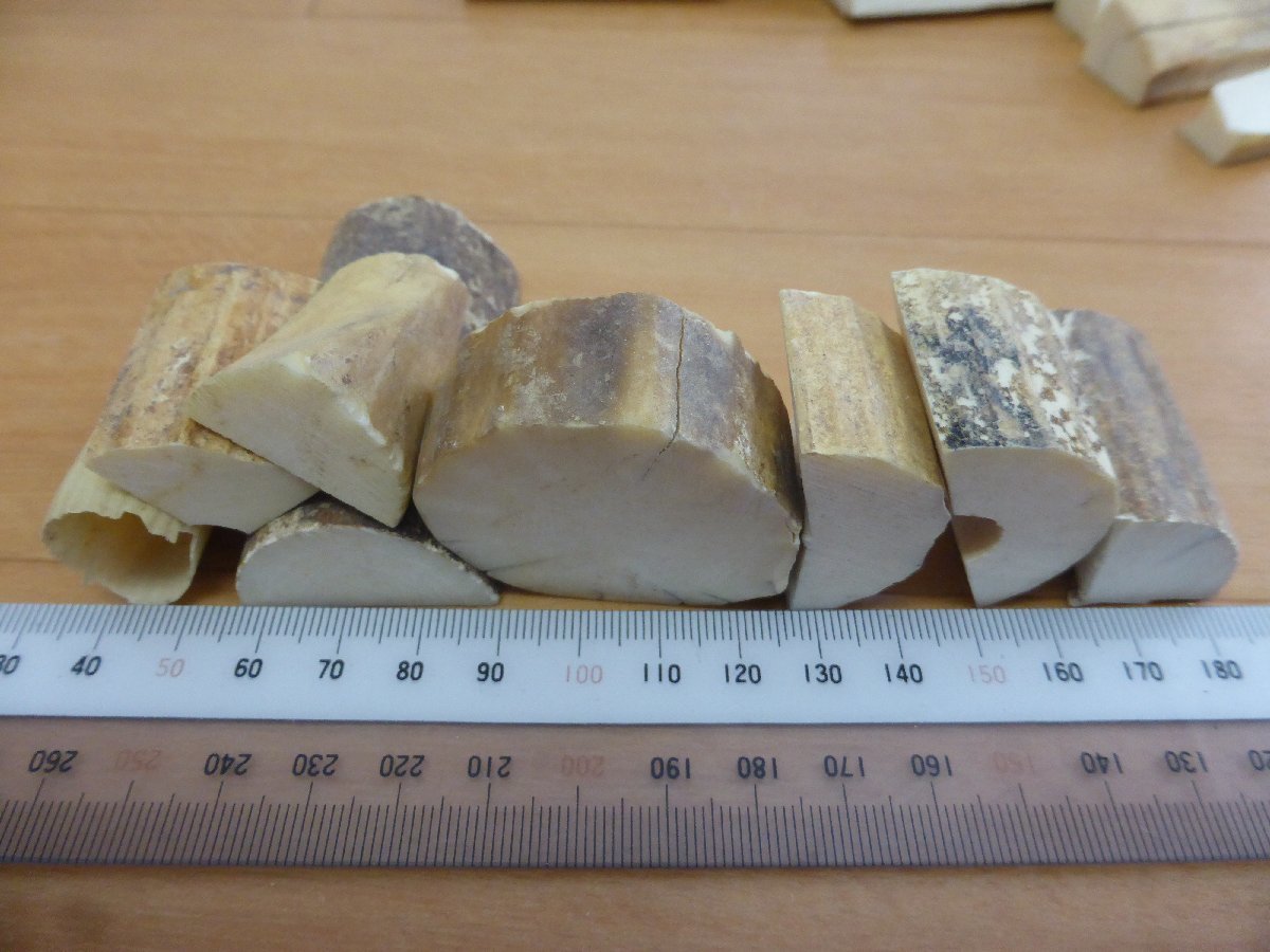 スーパーSALE!売切り!☆□カバ牙 カット落ち(大~大大)1,130g!柄