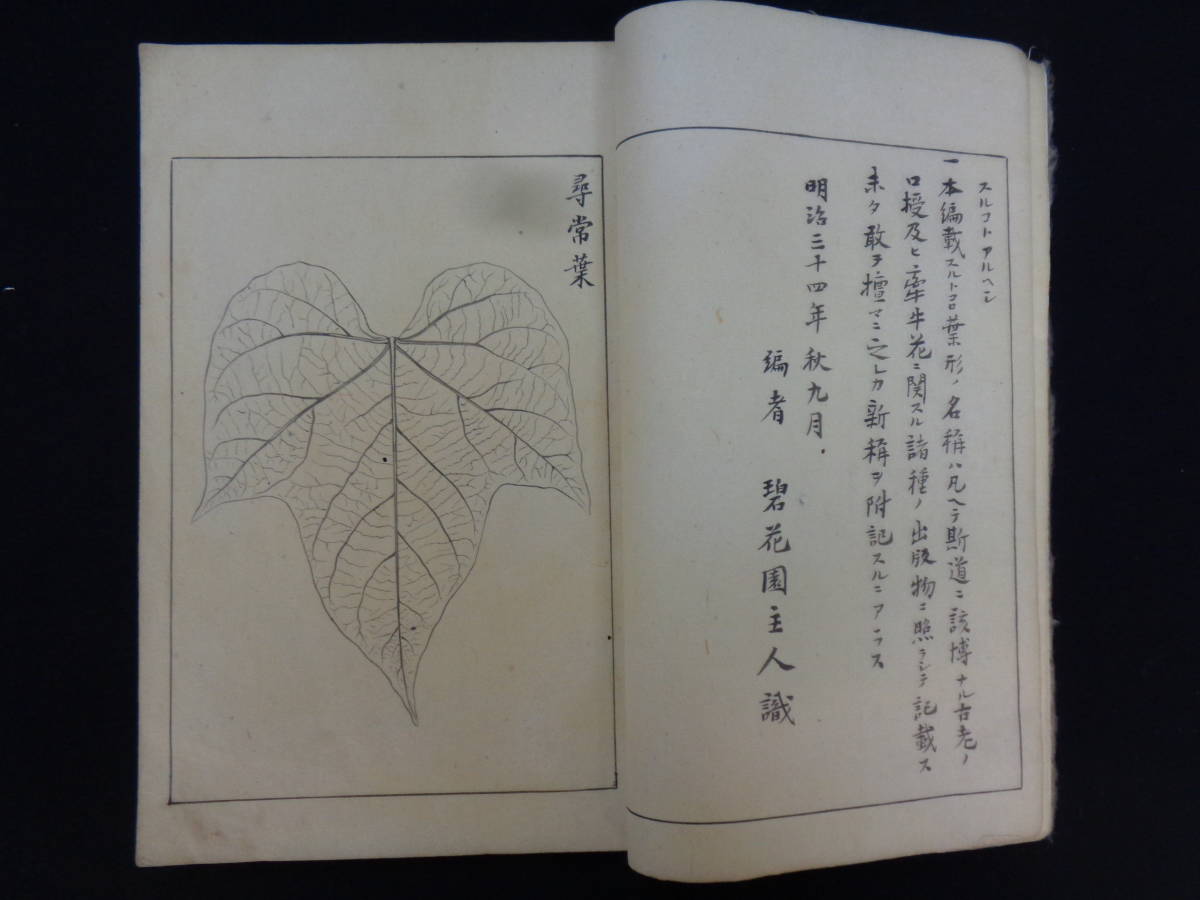 碧花園（伊藤馨）肉筆図譜　「朝顔葉鑑」　百種　明治34年　貴重文献_画像2