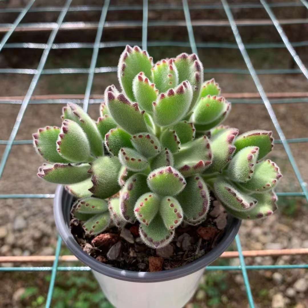 かわいい 熊童子錦 激レア高級多肉植物 超美苗 韓国苗 観葉植物 かわいい 熊童子錦 激レア高級多肉植物 超美苗 韓国苗 観葉植物