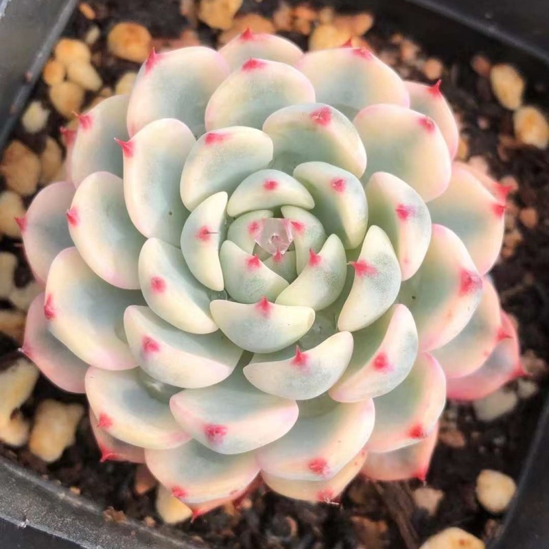 激レア 超美苗ミニマ錦 覆輪錦 美斑入り エケベリア 高級多肉植物 韓国