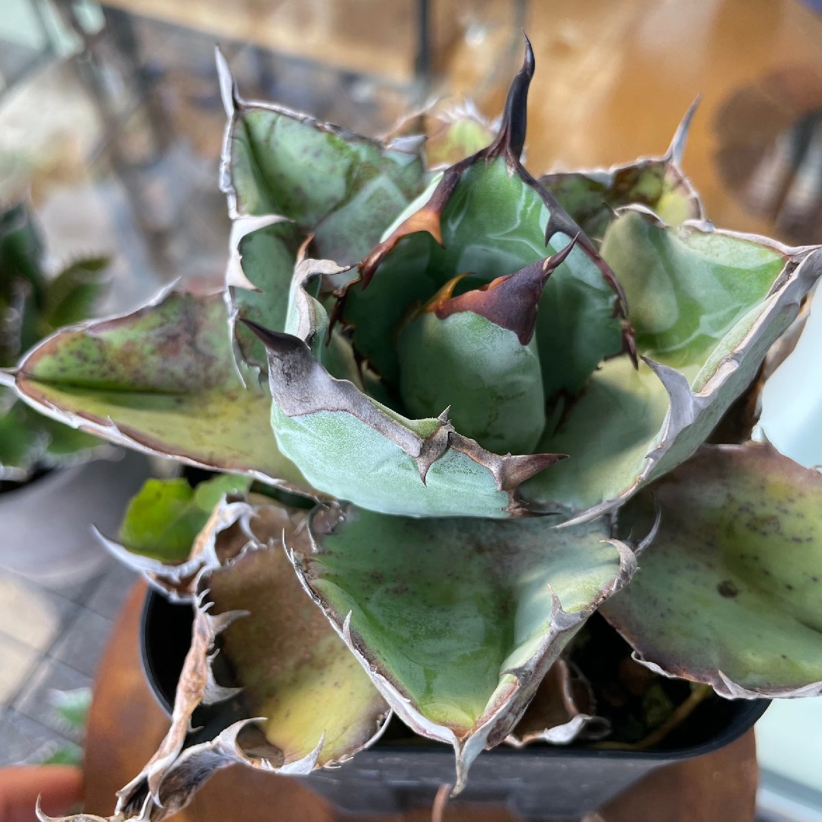 おすすめの人気 - 高級新品種多肉植物アガベ チタノタ 白豪刺X42