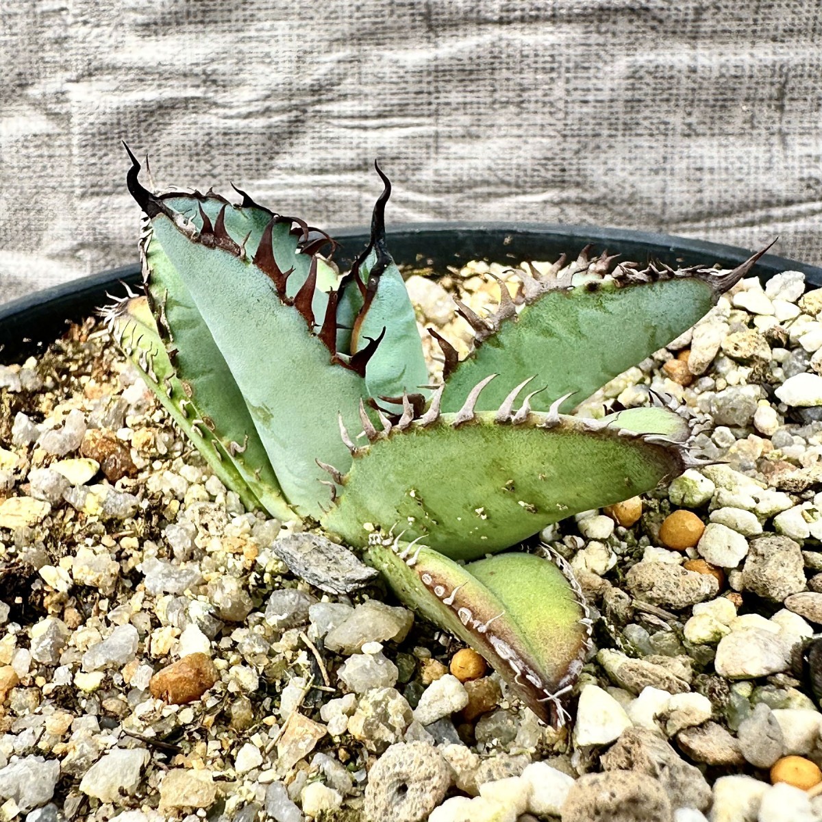 LWJ59 優秀選抜株 agave titanota no name 貴重な希少種 アガベ