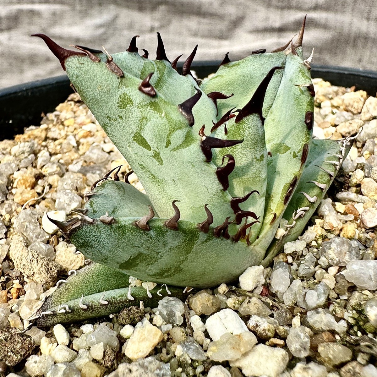 LWJ60 優秀選抜株 agave titanota no name 貴重な希少種 アガベ