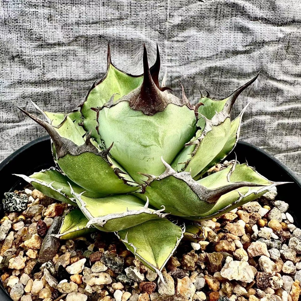 LWJ23アガベ チタノタagave titanota panda 熊猫 パンダ 優秀選抜極上
