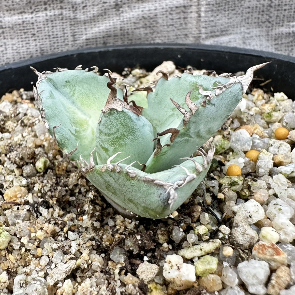 LWJ30 優秀選抜株 agave titanota no name 貴重な希少種 アガベ