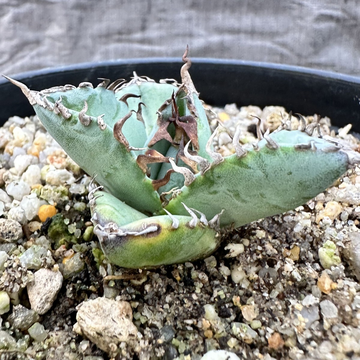 LWJ30 優秀選抜株 agave titanota no name 貴重な希少種 アガベ