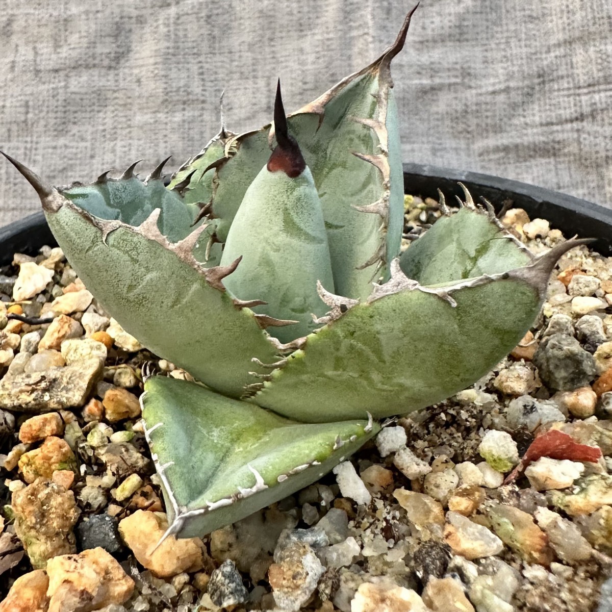 LWJ59 優秀選抜株 agave titanota no name 貴重な希少種 アガベ