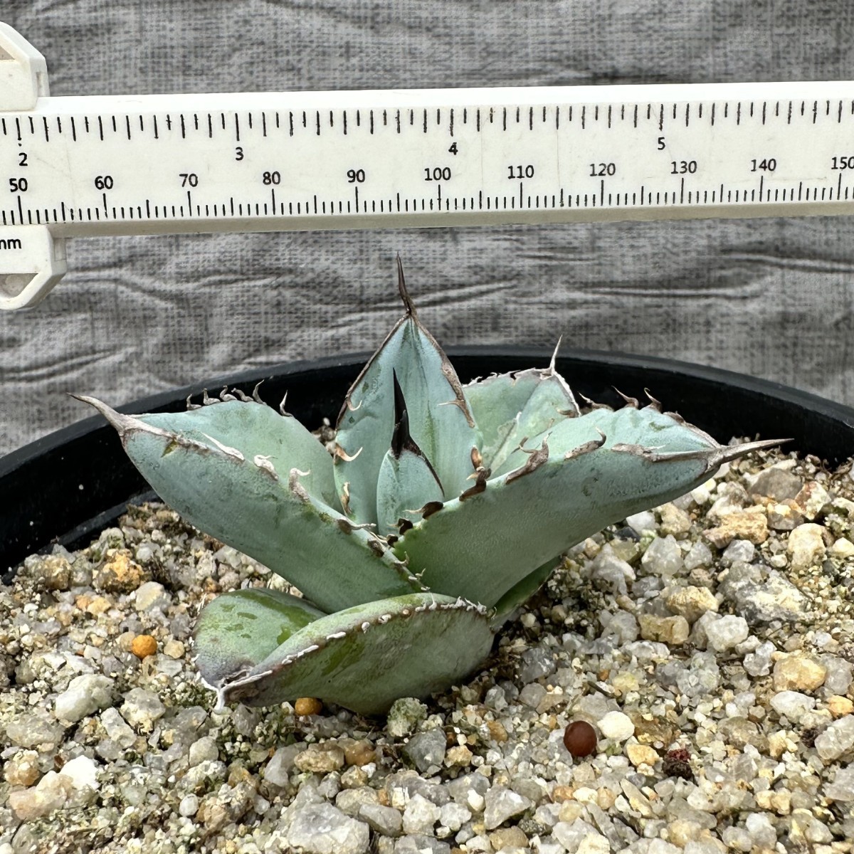 LWJ50 優秀選抜株 agave titanota no name 貴重な希少種 アガベ