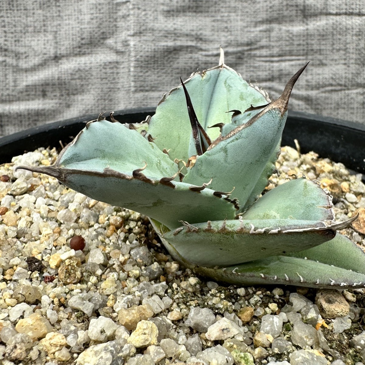 LWJ50 優秀選抜株 agave titanota no name 貴重な希少種 アガベ