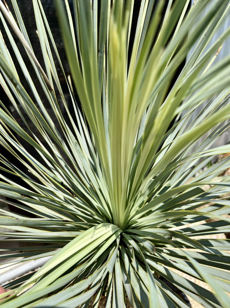 ユッカ ロストラータ Yucca rostrata ①太株 ユッカ ロストラータ Yucca rostrata ①太株