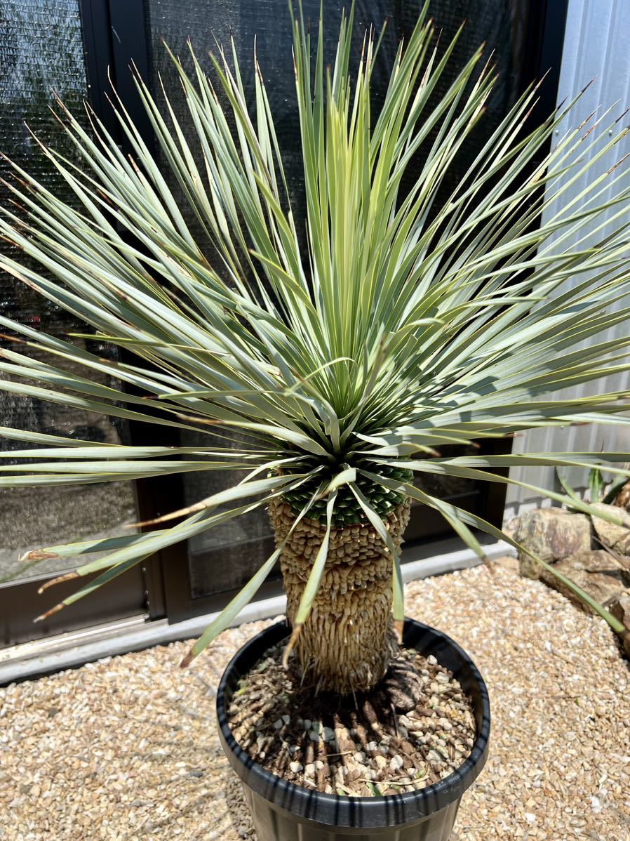 ユッカ ロストラータ Yucca rostrata ①太株 ユッカ ロストラータ Yucca rostrata ①太株