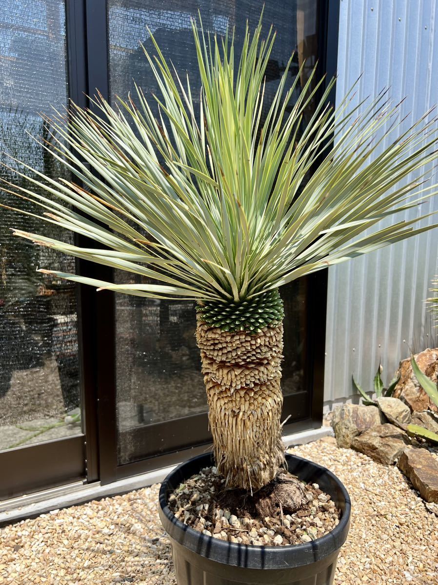 ユッカ ロストラータ Yucca rostrata ①太株 ユッカ ロストラータ Yucca rostrata ①太株