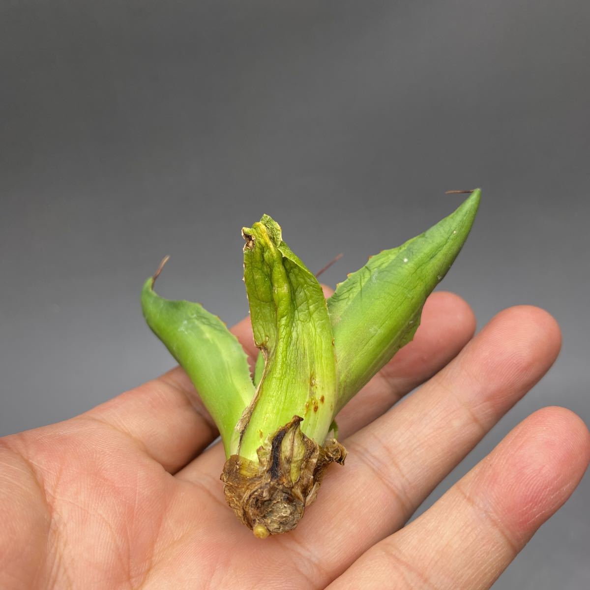 S606-4 Agave ovatifolia 'killer'アガベ オバティフォリア キラー