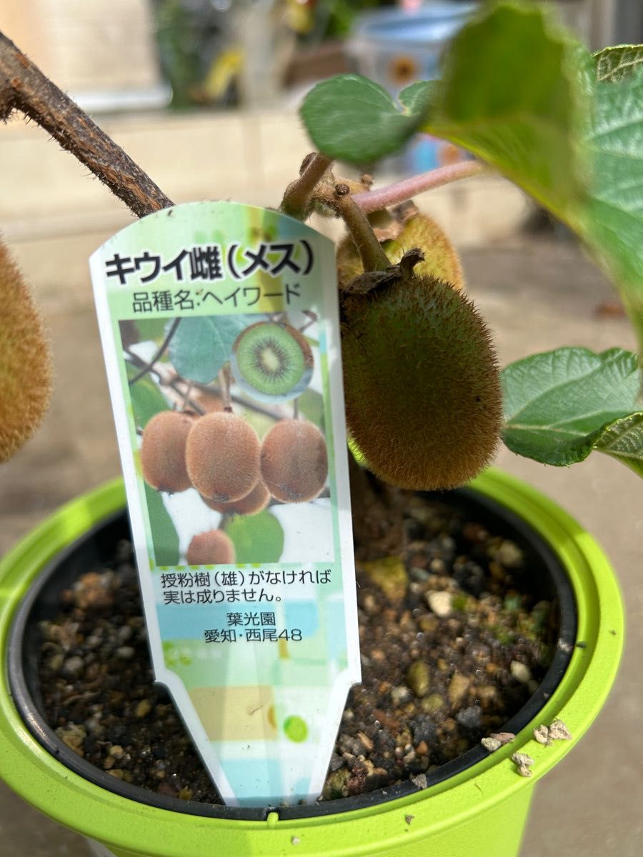 好評定番 ykr/Diet様 専用ページの通販 by ソラ's shop|ラクマ