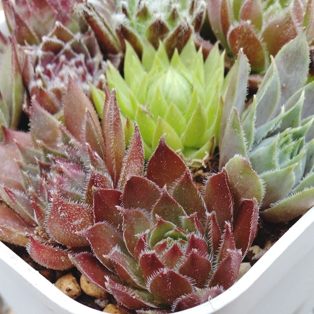国際ブランド】 センペルビウム 酒井 カット苗セット 植物/観葉植物