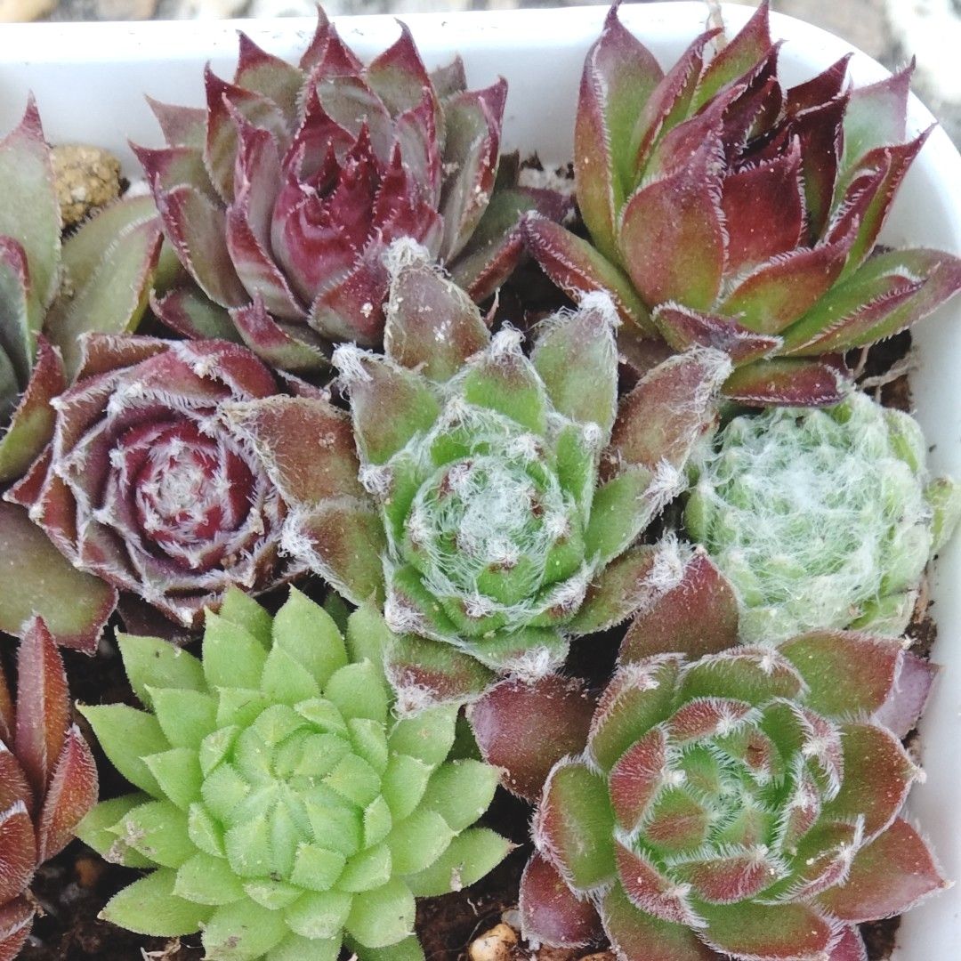 国際ブランド】 センペルビウム 酒井 カット苗セット 植物/観葉植物