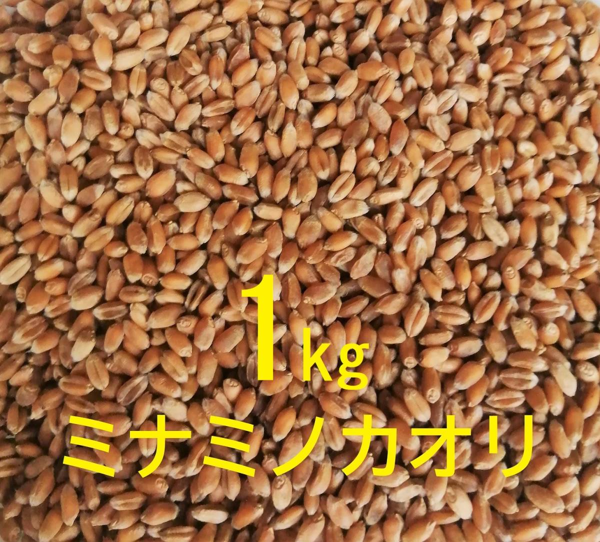 玄麦 (小麦 ゆめかおり) 4.5kg 農薬:栽培期間中未使用 - 米・雑穀・粉類