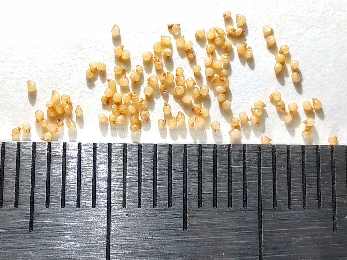 【自家採種“種子”/30粒】Aloinopsis schooneesii (Willowmore, RSA)/アロイノプシス・スクーネーシー/唐扇//多肉植物の画像2