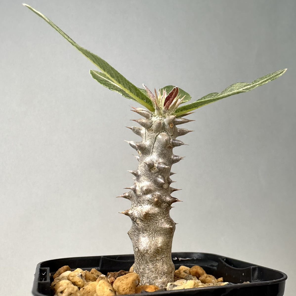 実生 タッキー パキポディウム Pachypodium 'Tackyi' コーデックス