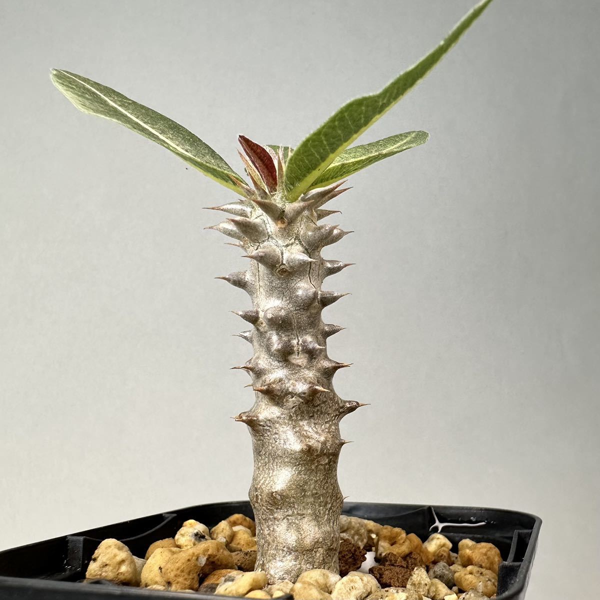 実生 タッキー パキポディウム Pachypodium 'Tackyi' コーデックス