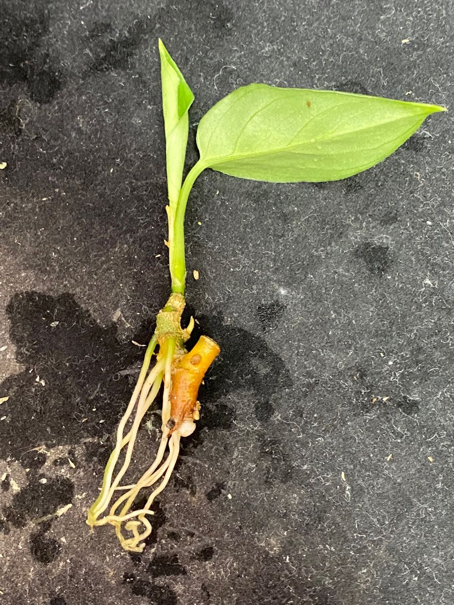 アグラオネマ ピクタム ホワイトブランAglaonema pictum Model アグラオネマ ピクタム ホワイトブランAglaonema pictum Model