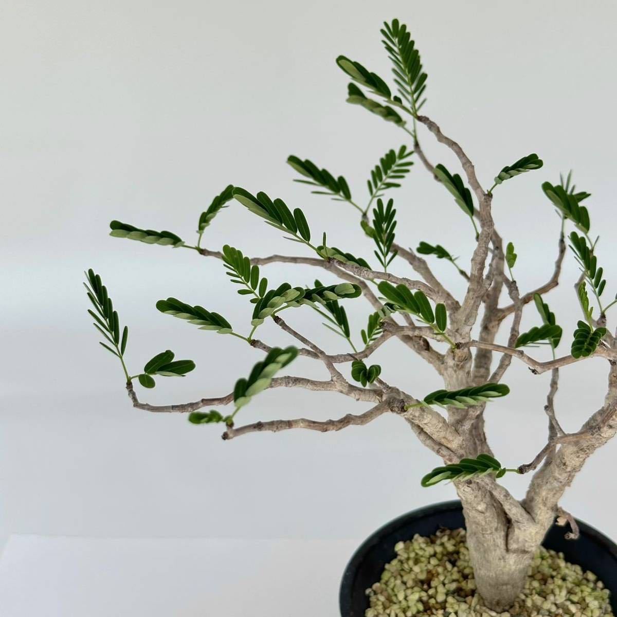 1円スタート】 Senna meridionalis 2/ センナ メリディオナリス 発根済