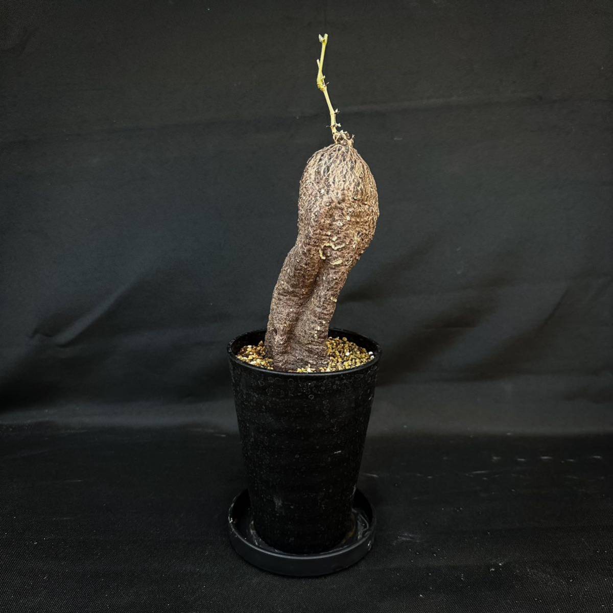 17 Cyphostemma montagnacii / キフォステンマ モンタグナッキー 微発