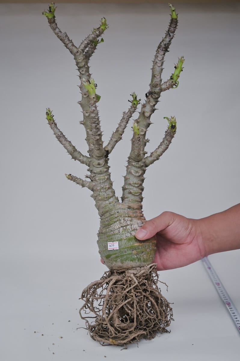 Pachypodium baronii var. windsorii 4/ パキポディウム ウィンゾリー