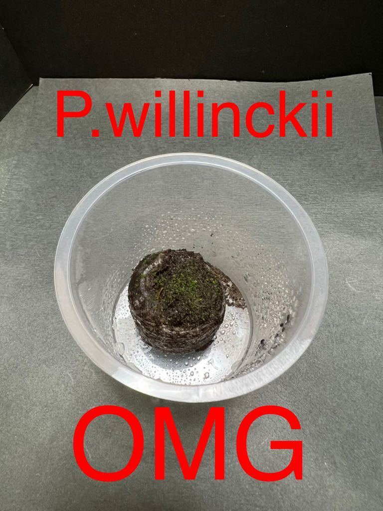 P.willinckii OMG胞子培養 前葉体(ビカクシダ、コウモリラン)｜売買