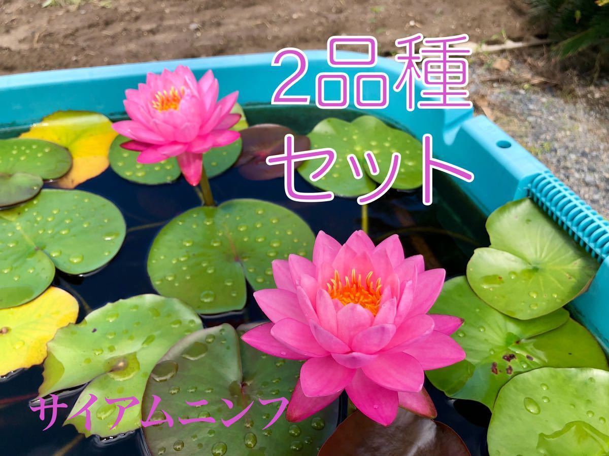 何でも揃う 温帯睡蓮セット2 restorationcentre.ca