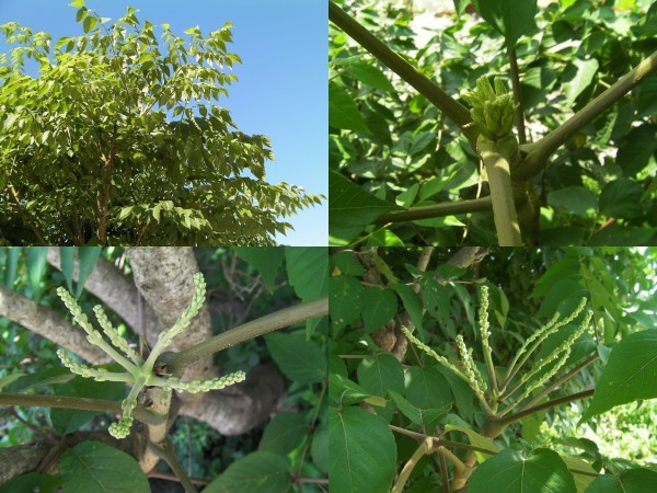 天然たら苗木★観葉植物◆タラの若芽●山菜の王者★天ぷらの王様の苗木1本～_画像4