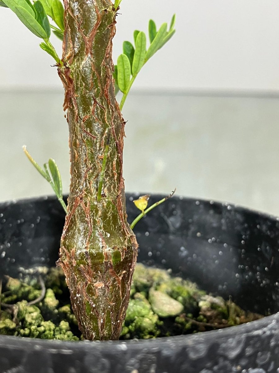 エ691 「実生株」センナ メリディオナリス【種から発芽!・発根・Senna