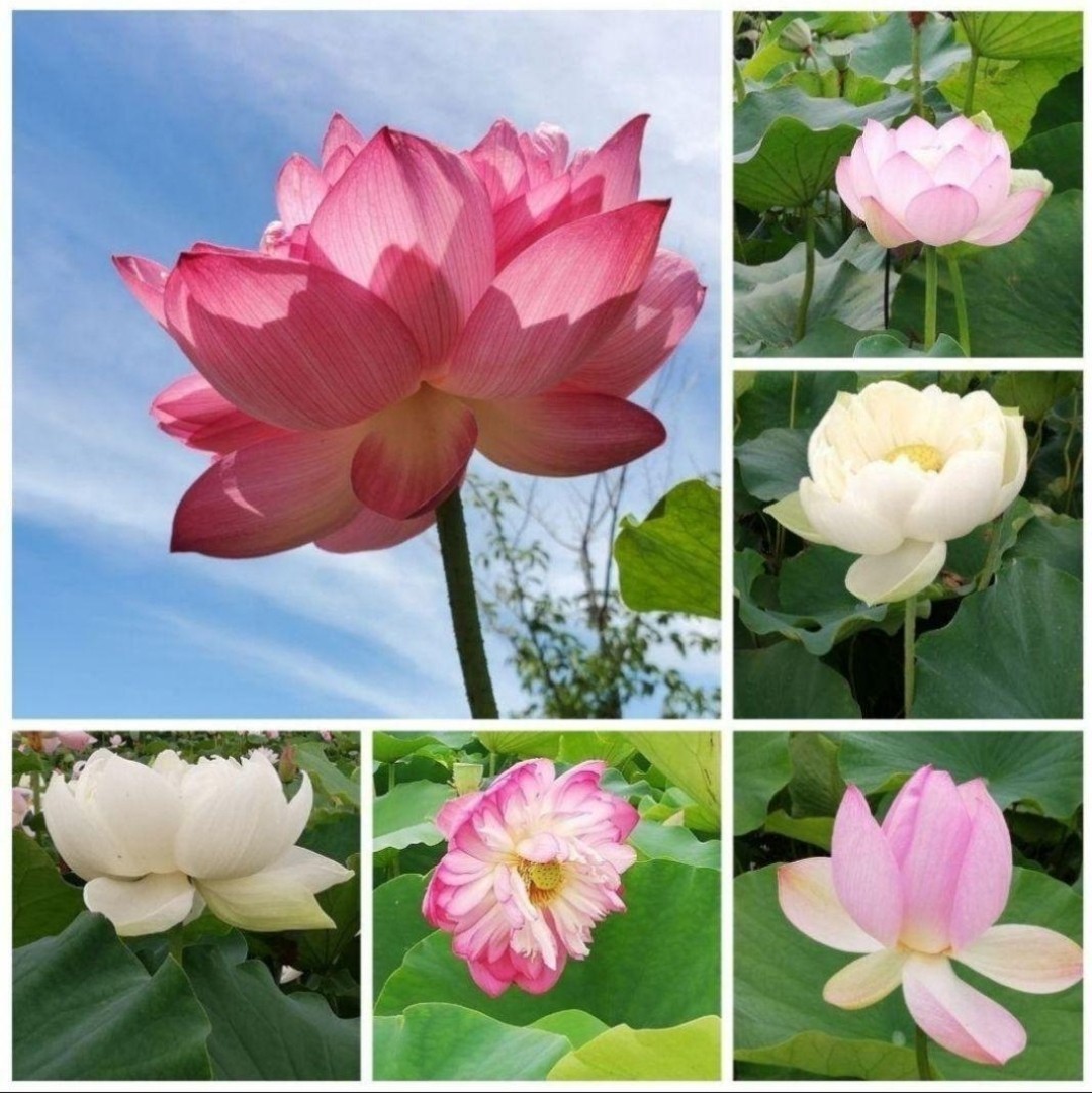 Y3X 発芽済 花蓮 蓮根 ハス 蓮の種 蓮の苗 【3苗】&ご希望の方はメダカの卵付き|PayPayフリマ スウィートピー苗 サイズ小さめ 耐寒性睡蓮 温帯睡蓮 メダカ ビオトープ