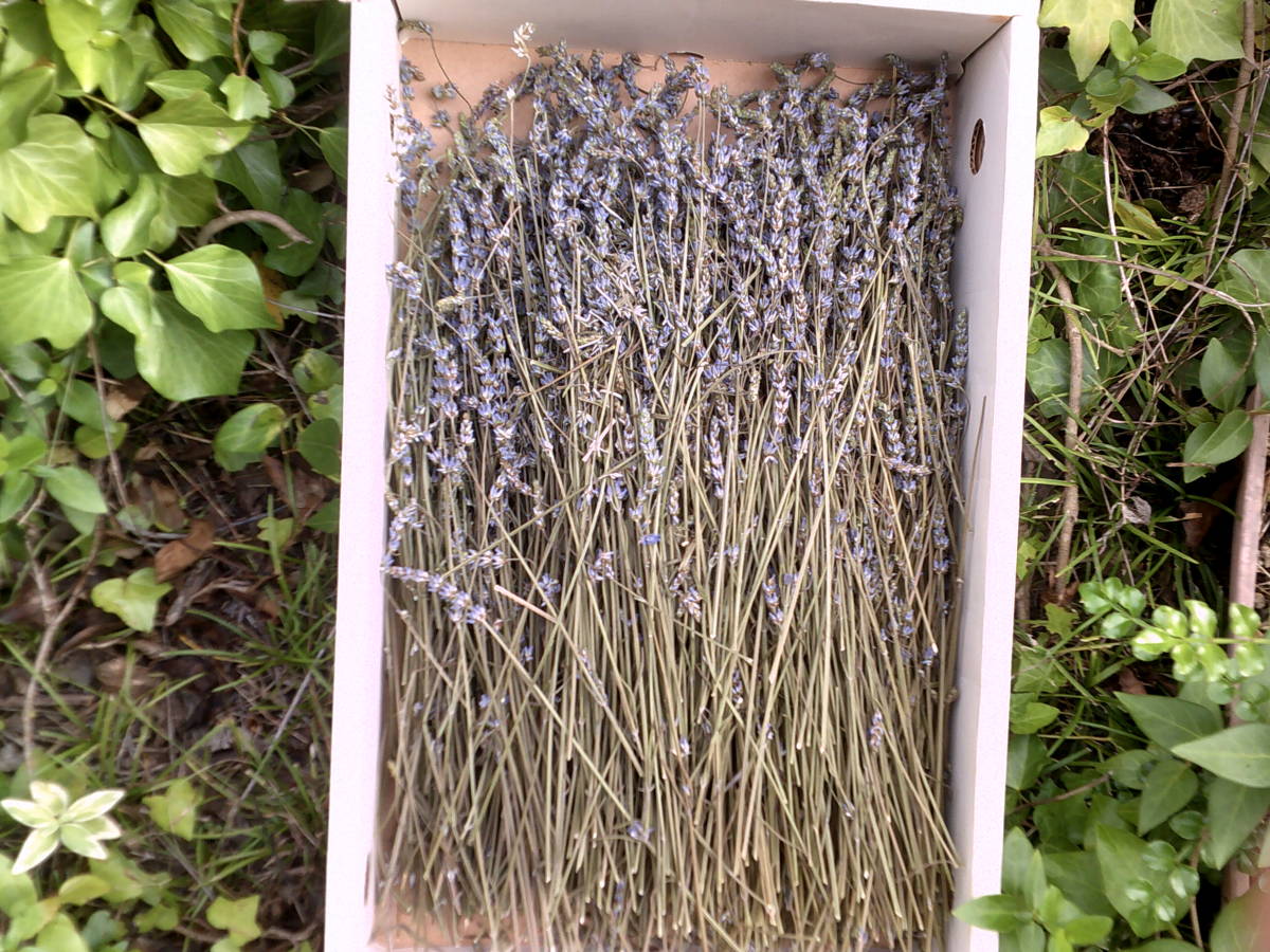  complete less pesticide lavender dry flower fragrance sack pot-pourri Mini bouquet literary creation handmade set new goods 