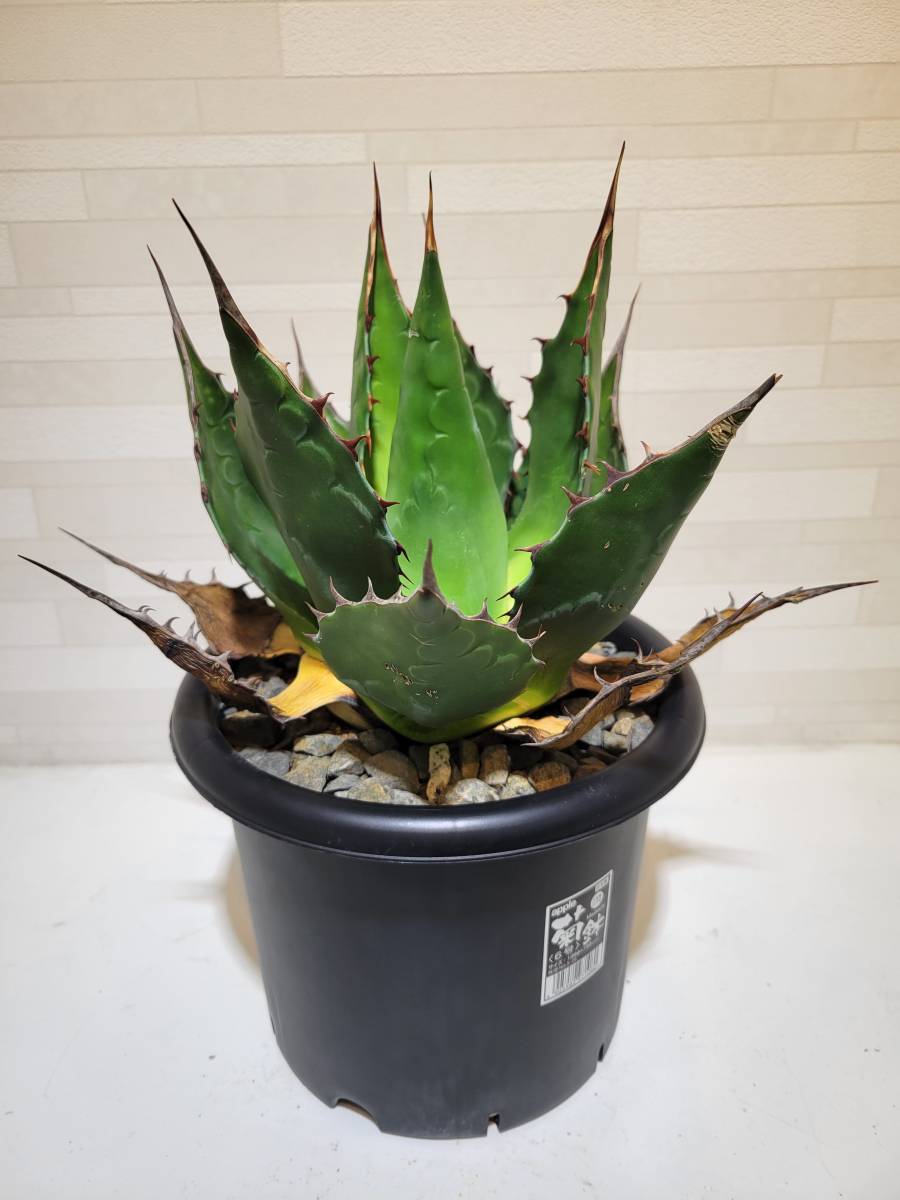 US株 Agave montana アガベ モンタナ