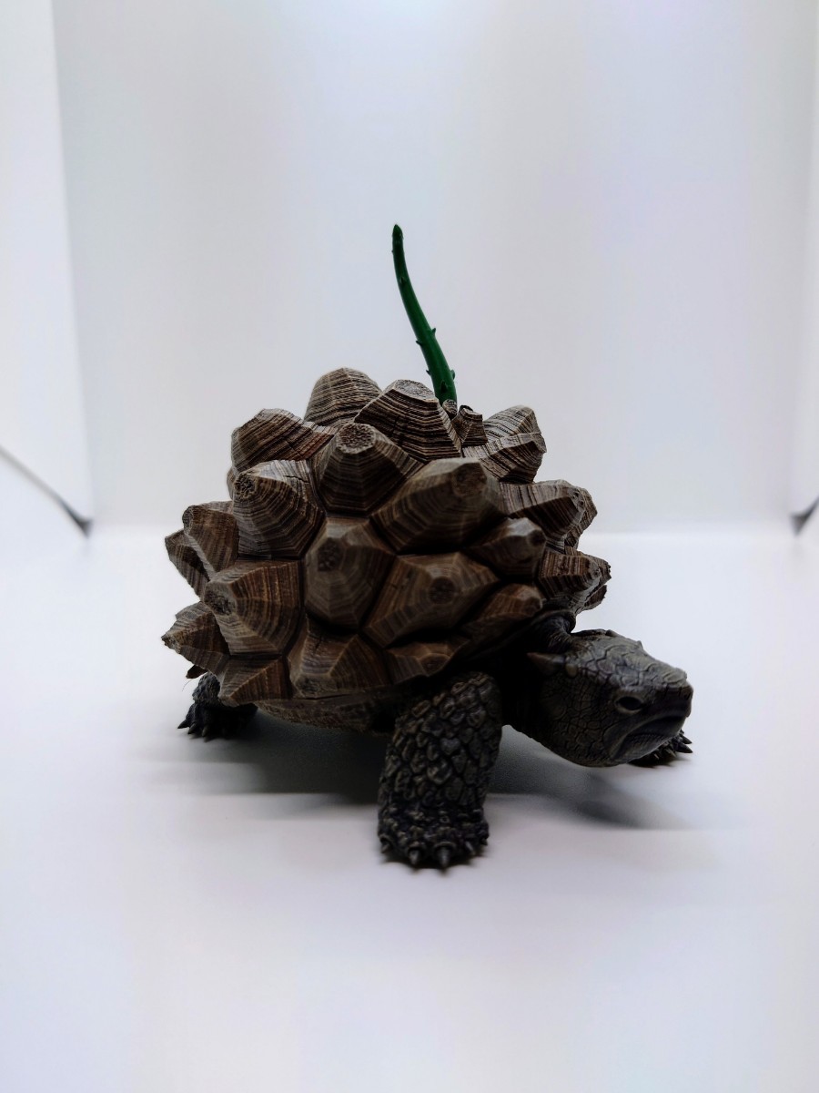 OZWRT Dioscorea Elephantipes Meiolania オペルクリカリア パキプス